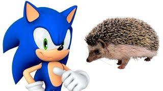 Sonic characters and their favorite animals