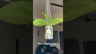 You’ll Want to Save This Easy  Plant DIY! #viral #short #hacks #HomeDecorCrafts #Affordablediy #diy