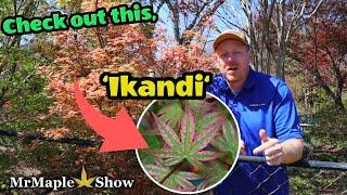 Acer palmatum 'Ikandi' Variegated Japanese Maple | Cultivar Highlight