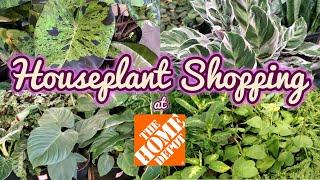 Houseplants at The Home Depot || Plant Shop with Me! || Big Box Houseplants