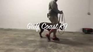 Buckley and Abby - Mid Training Check In | Gulf Coast K9 Dog Training