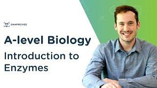 Introduction to Enzymes | A-level Biology | OCR, AQA, Edexcel