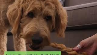 What are Bully Sticks? The Truth Revealed by Pawstruck.com | PuppySimply