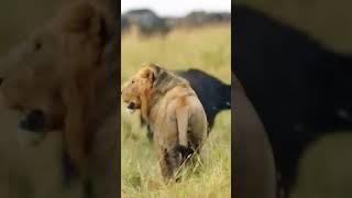 Lion’s Ultimate Buffalo Hunt | Wild Survival Instincts