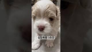누나 이러다 심장 정지돼…. #cute  #cutedog  #강아지  #강아지브이로그  #말티푸