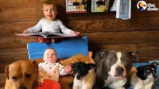 Furry Siblings Help Family Raise Two Babies | The Dodo