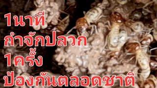 ปลวก ปลวก ป้องกันแบบถาวร แค่1ครั้งกันได้ตลอดชาติ