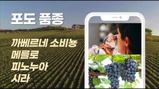 포도 품종 -까베르네 소비뇽, 메를로, 피노누아, 시라