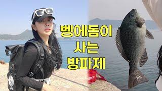 [낚시] 벵에돔을 만날 수 있는 방파제~ 인싸 벵에돔 /fishing/メジナ