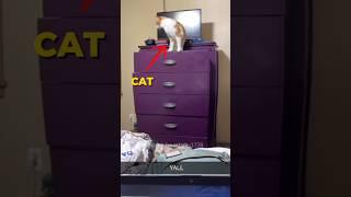 Cats Being Idiots  #shorts