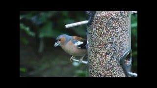 Arundel Wildfowl & Wetland Trust