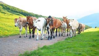 Aktivitas Kawanan Sapi Lembu Lucu Saat Petang Menuju Pulang Kandang, Suara Sapi Moo