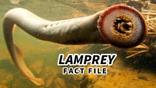 Lamprey Facts: Bloodsucking MOUTH FACE  Animal Fact Files