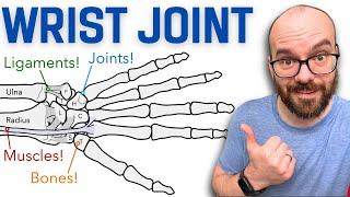 Anatomy of the Wrist (Radiocarpal) Joint | Bones, Ligaments, and Muscles