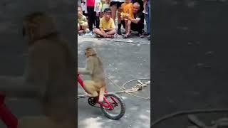 monkey  circus performance