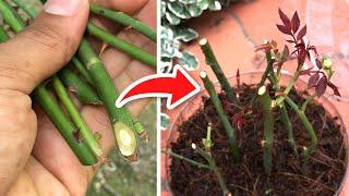 How to propagate ROSES without ROOTS! |  (100% FUNCTIONAL)