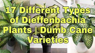 Different Types of Dieffenbachia Plants | Dumb Cane Varieties