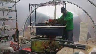 Cleaning my Aquaponics for the Spring Season