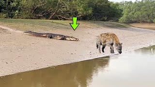 THE HYENNA DIDN'T KNOW THE CROCODILE WAS GOING TO DO THIS - SEE WHAT HAPPENS.