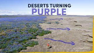 Iceland's Deserts Are Turning Purple - here's why