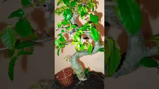 Bonsai Вязь,