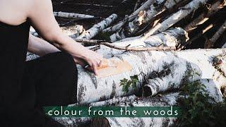 How to Make a Natural Dye from Plants | Harvesting & Dyeing With Silver Birch