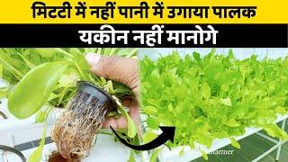 बिना मिटटी वाला पालक  | Hydroponic Series -1 | Indian Farmer | #shorts