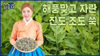 해풍맞고 자란 진도 조도 쑥 #송가인 #조도쑥