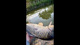 Літаючий Короп велетень) #shorts #короп #сазан #СвітПрироди #NaturalWorld #українською #carpfishing