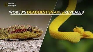 World Most Deadliest Snake | national geographic animals | 2024