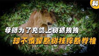 母獅與獅群走散，為了充饑上樹抓狒狒，卻不慎踩斷樹枝摔斷脊椎