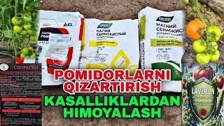 payvand pomidorlarni qizartirish va kasalliklarga qarshi kurashish oziqlantirish haqida qisqacha