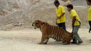 Pissed off Tiger in the Tiger Temple Thailand  Kanchanaburi