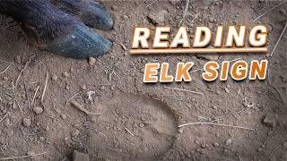 ELK SIGN 101 - Tracks, Rubs, Wallows, and Elk Turds