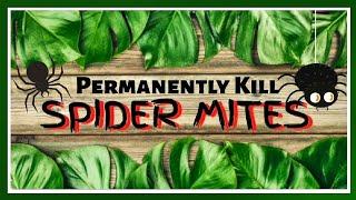 Permanently Kill Spider Mites on Plants|| How to Identify + Debugging Treatment