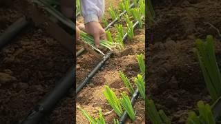 Planting Spring Onions #satisfying #farming #agriculture