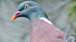 Wood Pigeon - Often Unnoticed and Underrated