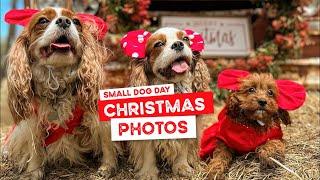 Small Dog Day Pack’s Christmas Santa Photos