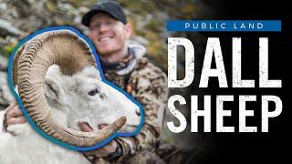 Public Land Dall Sheep Hunt | Brooks Range