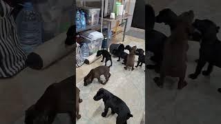 201 племенные качества #курцхаар #курцхаар #фотосессияlovestory #собака #puppy #охота
