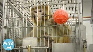 Are Monkey Labs Bringing Deadly Diseases to Seattle?