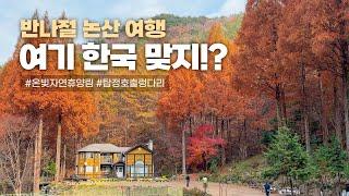 반나절 논산 여행 이국적인 온빛자연휴양림과 탑정호출렁다리 & 카페에서 차 한 잔️