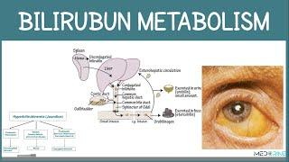 Bilirubin Metabolism and fate or Red Blood Cells Simplified