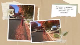 Sunnyvale 94087 Serra Park: Beautiful Autumn Red Leaves Best Kept Secrets - 硅谷去哪里看红叶