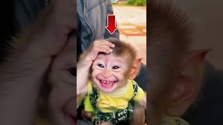 Top 5 Deadliest Animal Bites! 