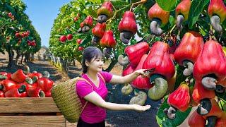 Ly Trieu Ca: Harvesting sweet giant tropical cashew - Recipe traditional best fruit cake in village