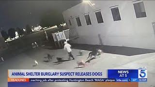 Woman breaks into San Bernardino animal shelter, releases dogs