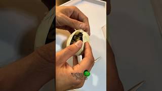 Deformed snake!  #molinarosnakelab #eggcutting #ballpython #royalpython #oddity #reptiles #pets