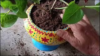 10 मिनट में पौधे लगाने की सबसे आसान विधि The easiest method to plant saplings in 10 minutes