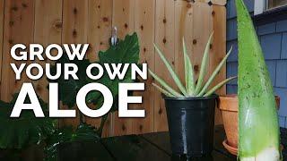 How to Grow Aloe Vera in Containers and Harvest Massive Leaves